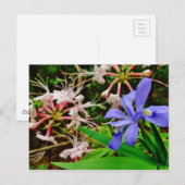 Carte Postale Iris Nain Crêché (Devant / Derrière)