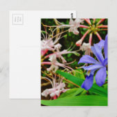 Carte Postale Iris Nain Crêché (Devant / Derrière)