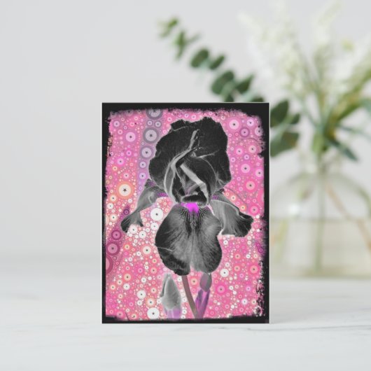 Carte postale Iris Noir (Debout devant)