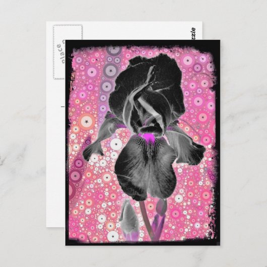 Carte postale Iris Noir (Devant / Derrière)
