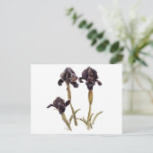 Carte Postale iris noir de Jordanie (Debout devant)