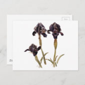Carte Postale iris noir de Jordanie (Devant / Derrière)