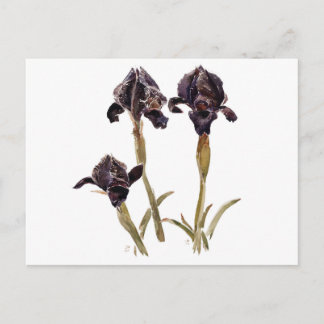 Carte Postale iris noir de Jordanie