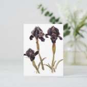 Carte Postale iris noir de Jordanie (Debout devant)