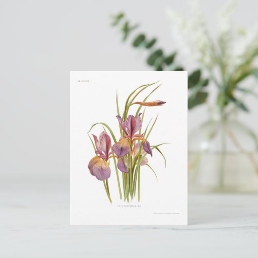 Carte Postale Iris orientalis (Debout devant)