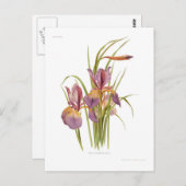 Carte Postale Iris orientalis (Devant / Derrière)