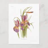 Carte Postale Iris orientalis (Devant)