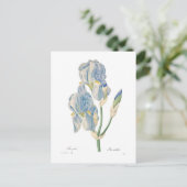 Carte Postale Iris pallida (Debout devant)