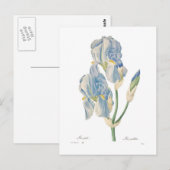 Carte Postale Iris pallida (Devant / Derrière)