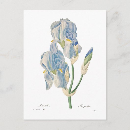 Carte Postale Iris pallida (Devant)