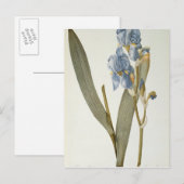Carte Postale Iris Pallida, de `Les Liliacées', 1812 (Devant / Derrière)