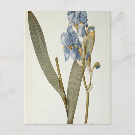 Carte Postale Iris Pallida, de `Les Liliacées', 1812 (Devant)
