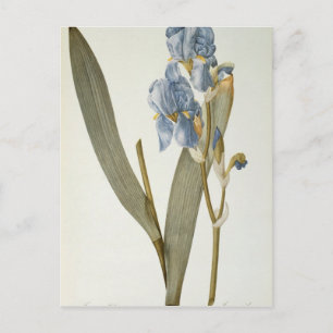 Carte Postale Iris Pallida, de `Les Liliacées', 1812