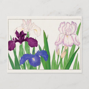 Carte Postale Iris par Tanigami Konan