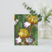 Carte Postale Iris ‘Point Made’ [Carte Postale] ポ Rechercher ー ド (Debout devant)