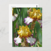 Carte Postale Iris ‘Point Made’ [Carte Postale] ポ Rechercher ー ド (Devant / Derrière)