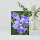 Carte Postale Iris pourpre (Debout devant)