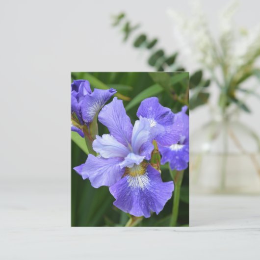Carte Postale Iris pourpre (Debout devant)