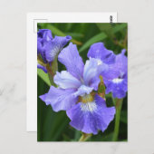 Carte Postale Iris pourpre (Devant / Derrière)