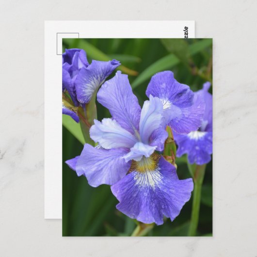 Carte Postale Iris pourpre (Devant / Derrière)