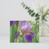 Carte Postale Iris pourpre (Debout devant)