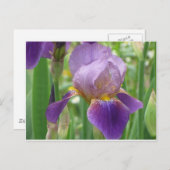 Carte Postale Iris pourpre (Devant / Derrière)