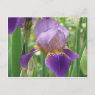 Carte Postale Iris pourpre