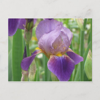 Carte Postale Iris pourpre