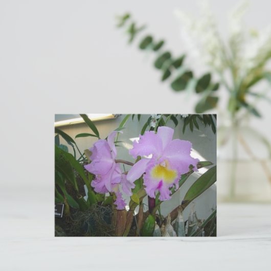 Carte Postale Iris pourpre (Debout devant)