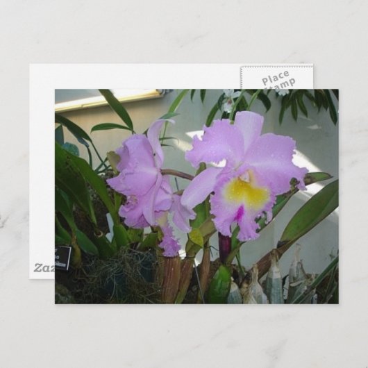 Carte Postale Iris pourpre (Devant / Derrière)