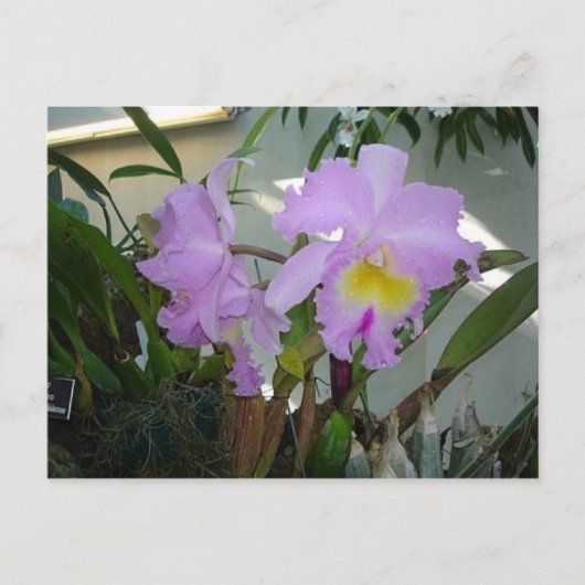 Carte Postale Iris pourpre (Devant)