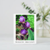 Carte Postale Iris pourpre (Debout devant)