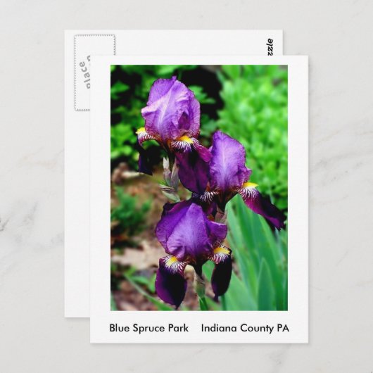 Carte Postale Iris pourpre (Devant / Derrière)