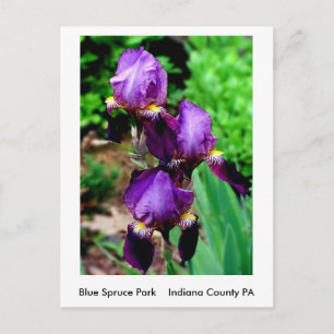 Carte Postale Iris pourpre