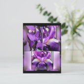 Carte Postale Iris pourpre (Debout devant)