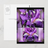 Carte Postale Iris pourpre (Devant / Derrière)