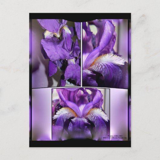 Carte Postale Iris pourpre (Devant)