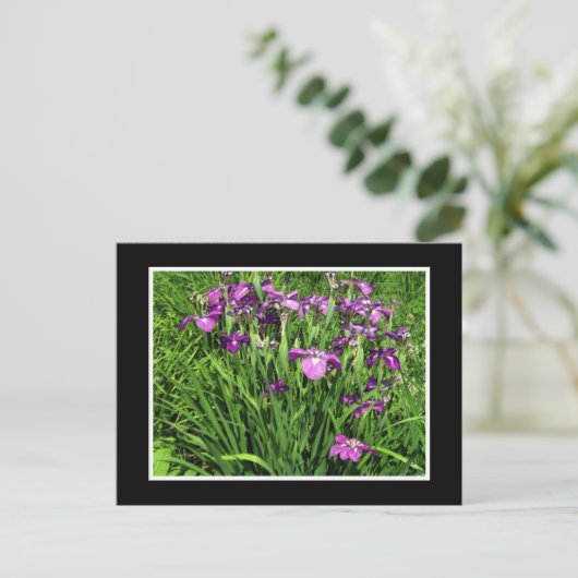 Carte Postale Iris pourpre (Debout devant)