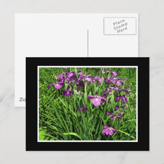 Carte Postale Iris pourpre (Devant / Derrière)