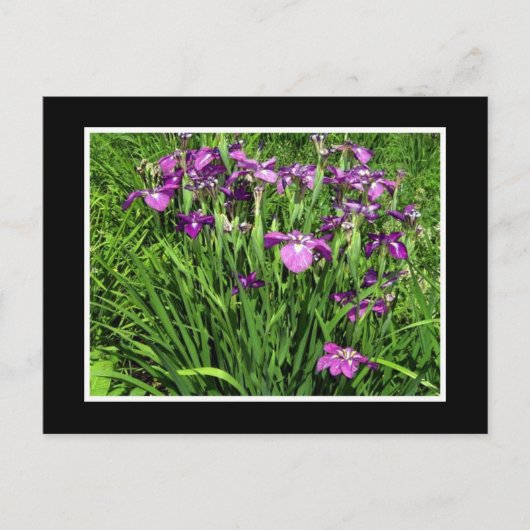 Carte Postale Iris pourpre (Devant)