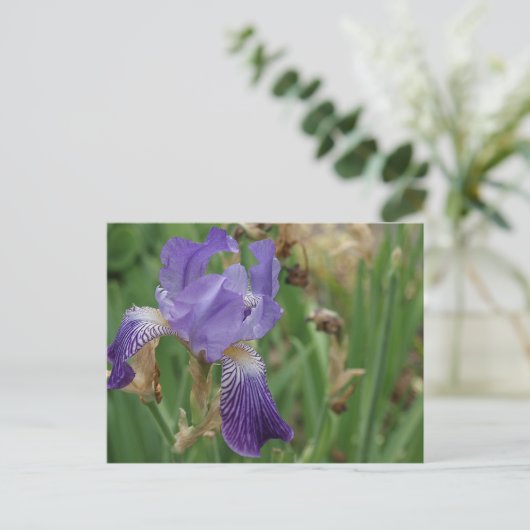 Carte Postale Iris pourpre (Debout devant)