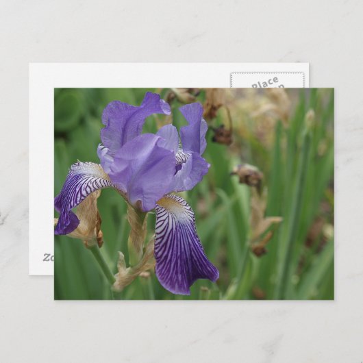 Carte Postale Iris pourpre (Devant / Derrière)