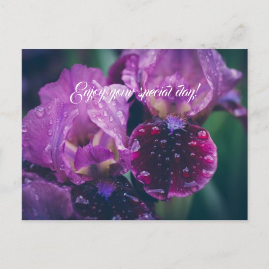 Carte Postale Iris pourpre après pluie (Devant)