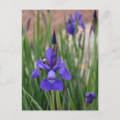 Carte Postale Iris Pourpre Botanique Floral Photographique (Devant)
