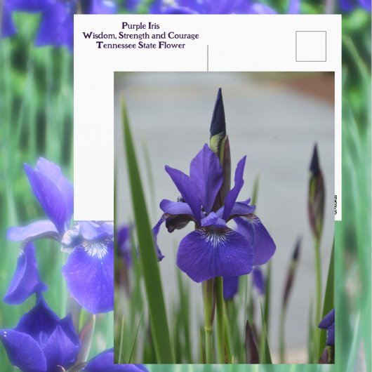 Carte Postale Iris Pourpre Fleur Botanique Photographique