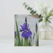 Carte Postale Iris Pourpre Fleur Botanique Photographique (Debout devant)