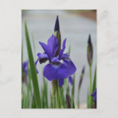 Carte Postale Iris Pourpre Floral Botanique Photographique (Devant)