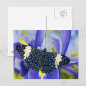 Carte Postale Iris Pourpre Papillon Tropical (Devant / Derrière)