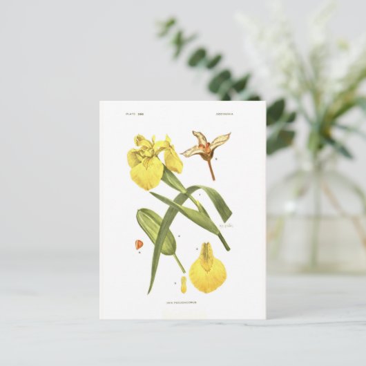 Carte Postale Iris pseudacorus (Debout devant)