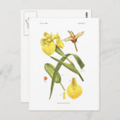 Carte Postale Iris pseudacorus (Devant / Derrière)